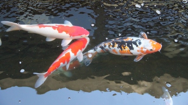 錦鯉  觀賞魚  金魚