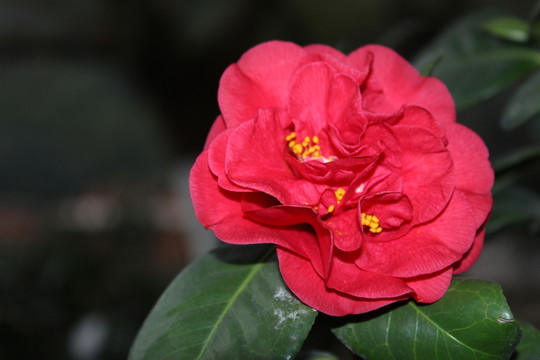 茶花