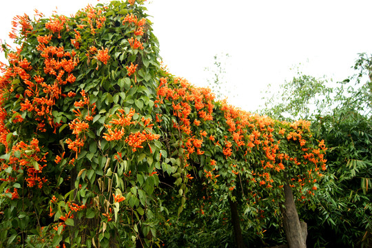 炮仗花報(bào)春