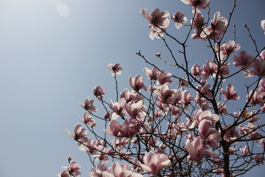玉蘭花
