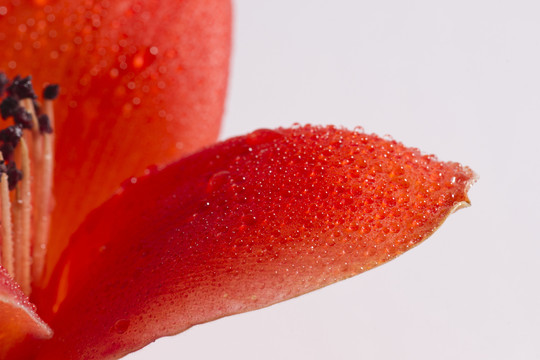 木棉花瓣