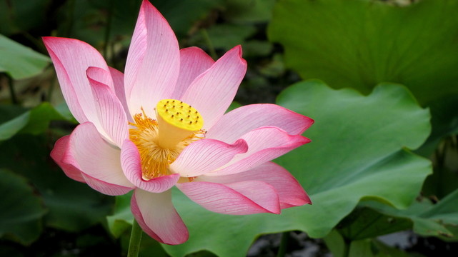 荷花