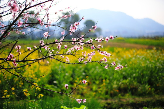 桃花