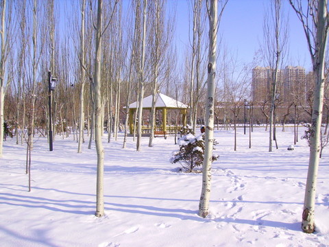 雪景