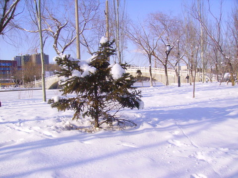 雪景