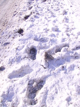 雪地 腳印