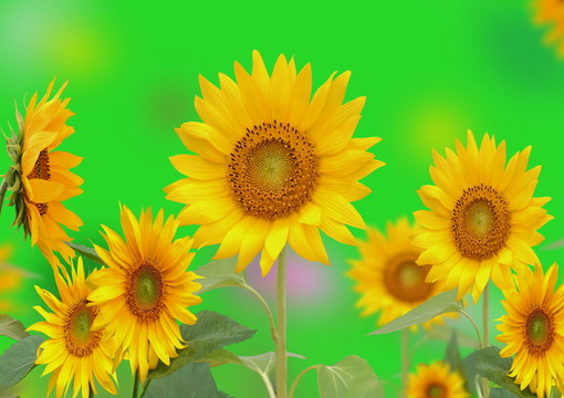 向日葵
