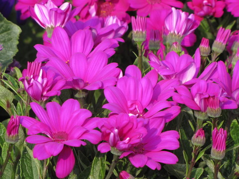 洋紅色花瓣瓜葉菊