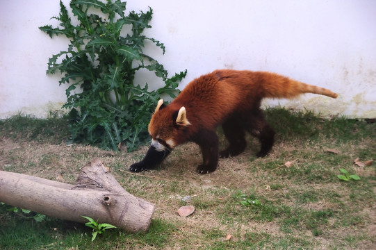 小熊貓