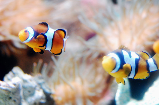 小丑魚