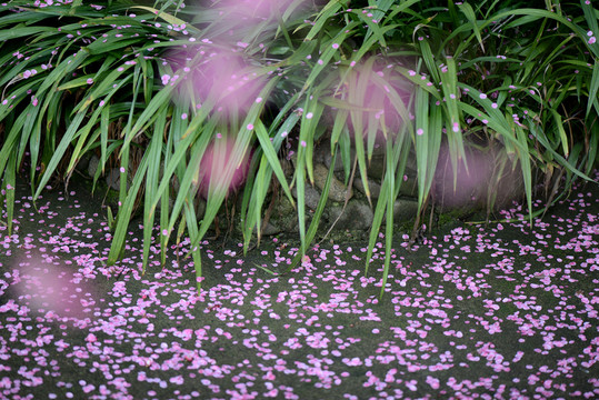 觀音草與落花