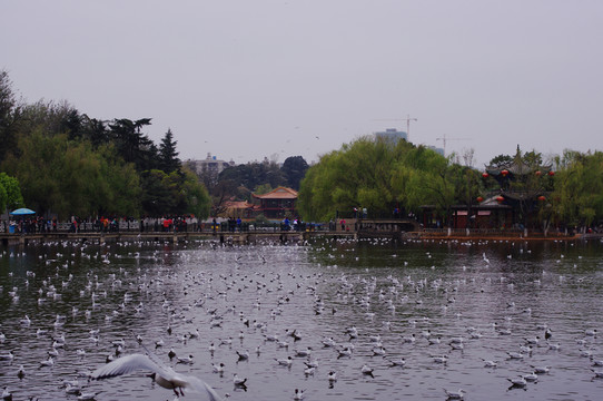 翠湖公園