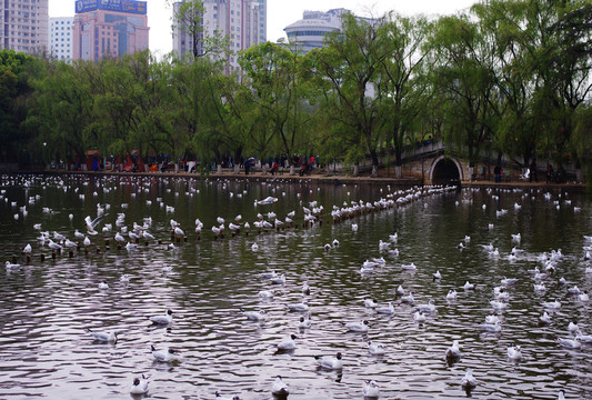 翠湖公園