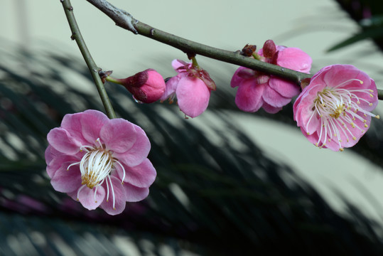 梅花