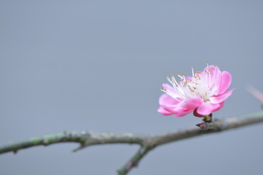 梅花