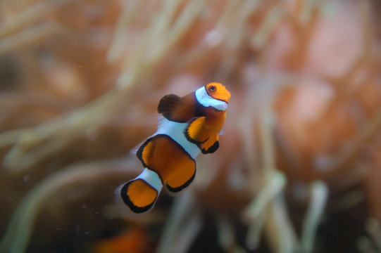 小丑魚