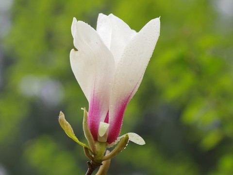 玉蘭花