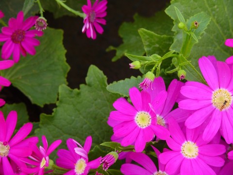 太陽(yáng)菊