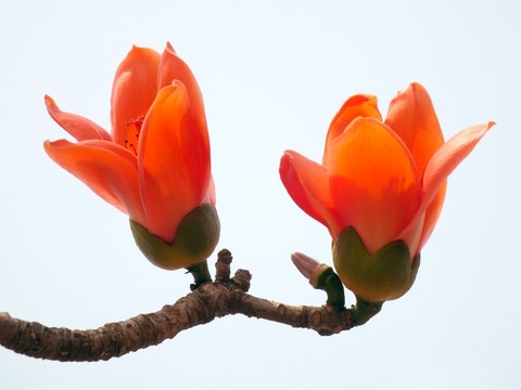 木棉花