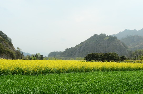田園風(fēng)景