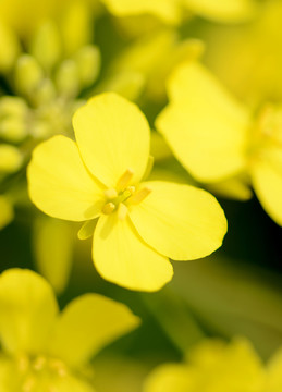 小花
