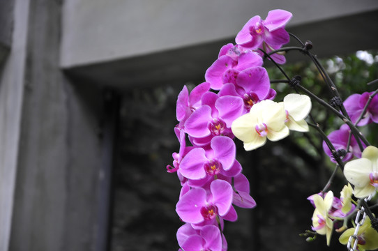 蘭花