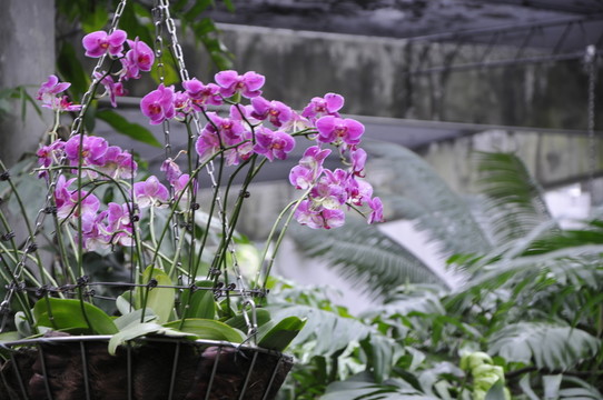 蘭花