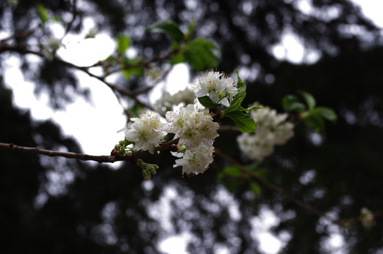 櫻桃花