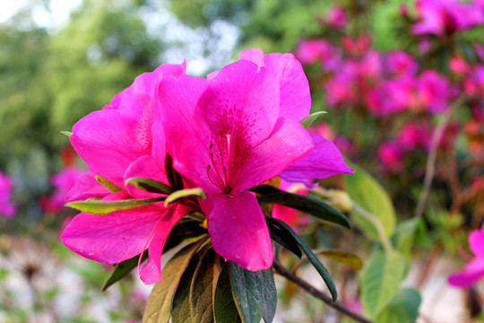爛漫杜鵑花
