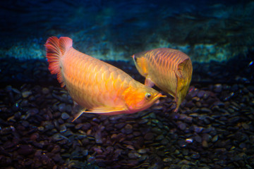 紅龍魚