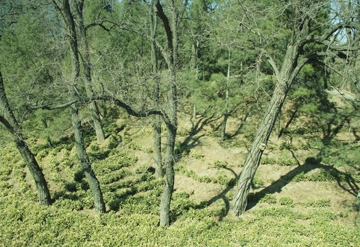 樹  槐樹  樹林 樹木