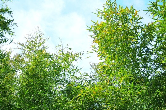 竹林