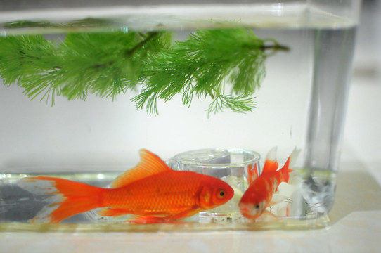 金魚
