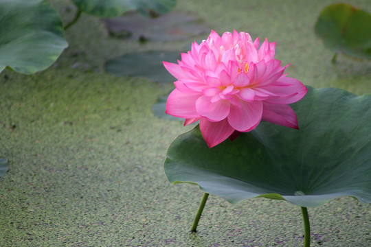 荷花