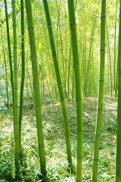 竹林   竹子  翠竹  竹葉  竹園