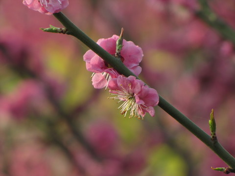 紅梅報(bào)春到