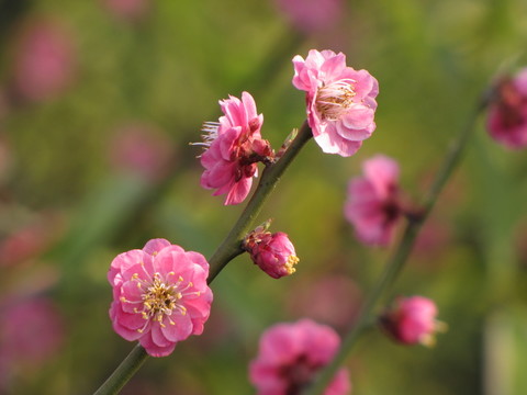 梅花幾枝