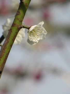 白梅花