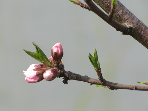 桃花迎春