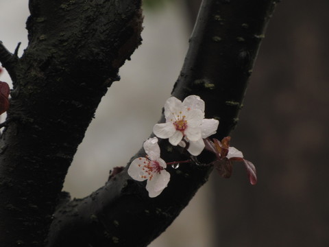 雨中公園風(fēng)景樹紫葉李
