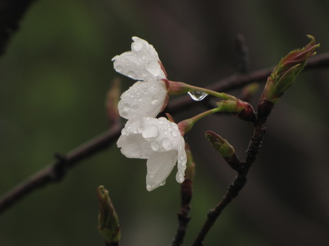 雨中的白櫻花