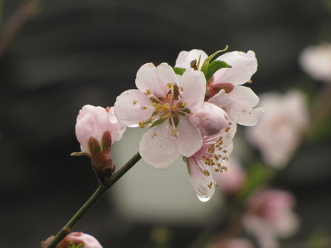 桃花带雨