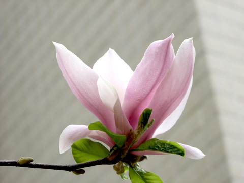 玉蘭花
