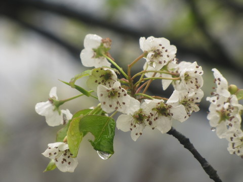 雨中杜梨花