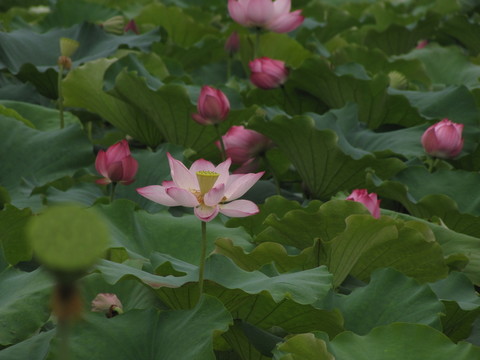紅荷