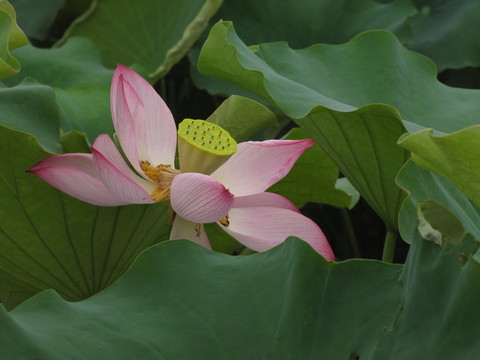 紅荷花開(kāi)