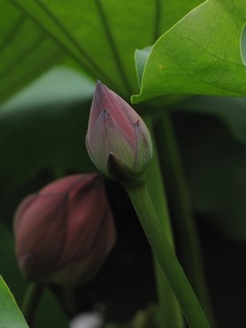 荷花苞