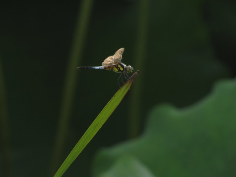 荷塘蜻蜓