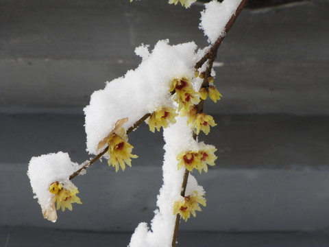 臘梅沃雪