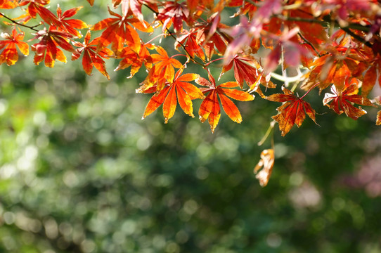紅楓